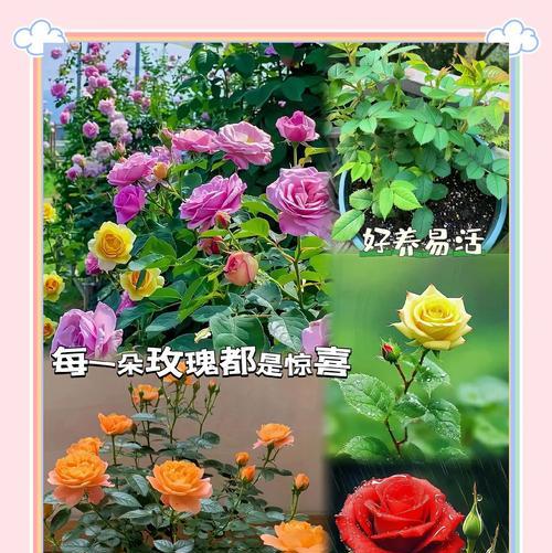 开花后的多色玫瑰怎么处理掉