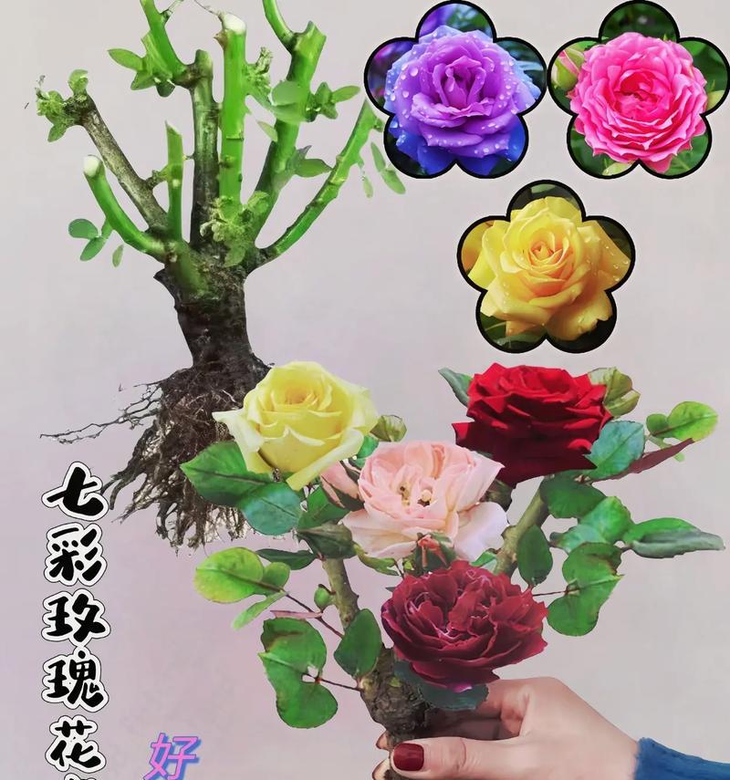 开花后的多色玫瑰怎么处理掉