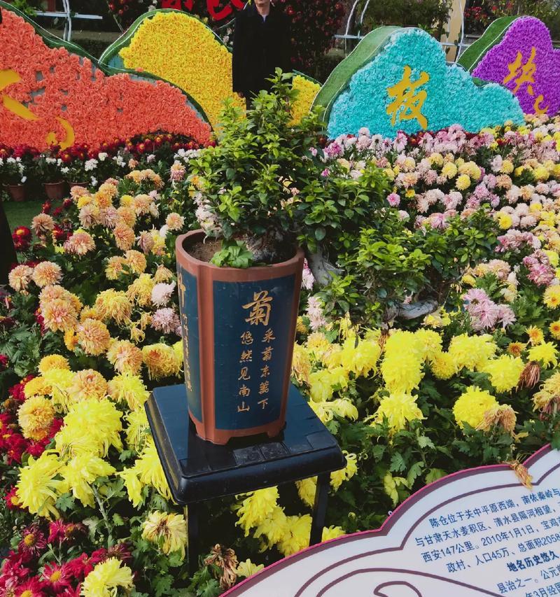 如何用句子描述我最爱的菊花？有哪些形容词可以使用？