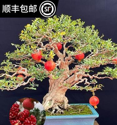 盆栽的甜石榴几年结果子