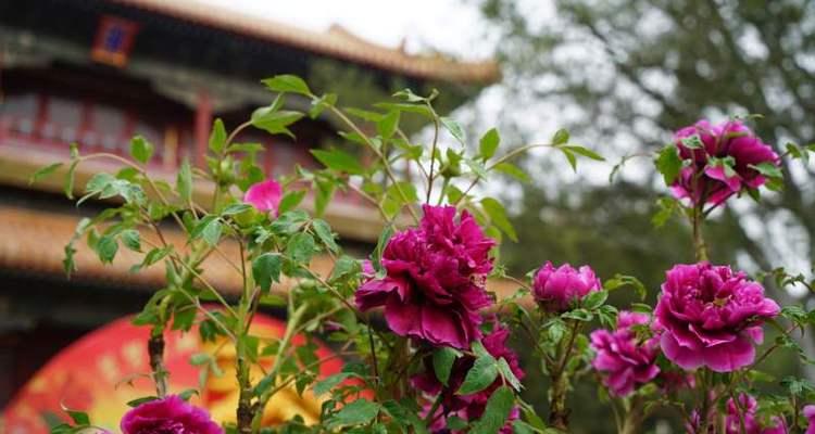怎么拍牡丹花开放的全过程