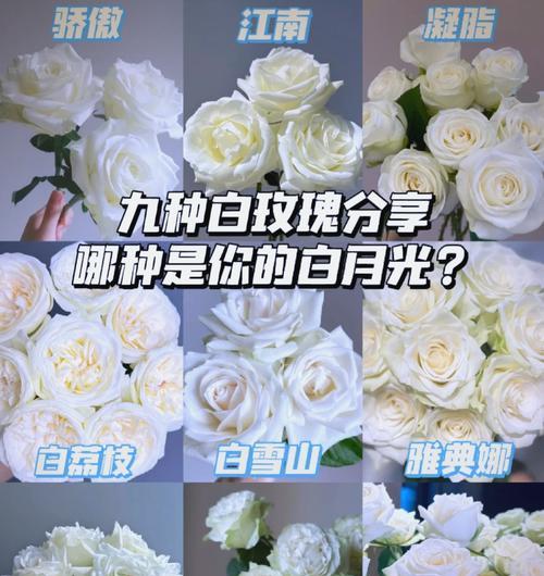 情人节白玫瑰多少钱一支图片