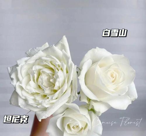 情人节白玫瑰多少钱一支图片