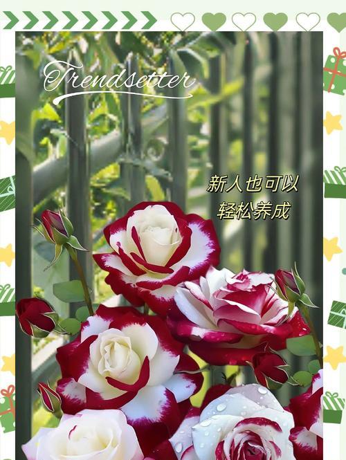 一支玫瑰代表什么情感？送一支玫瑰的含义是什么？