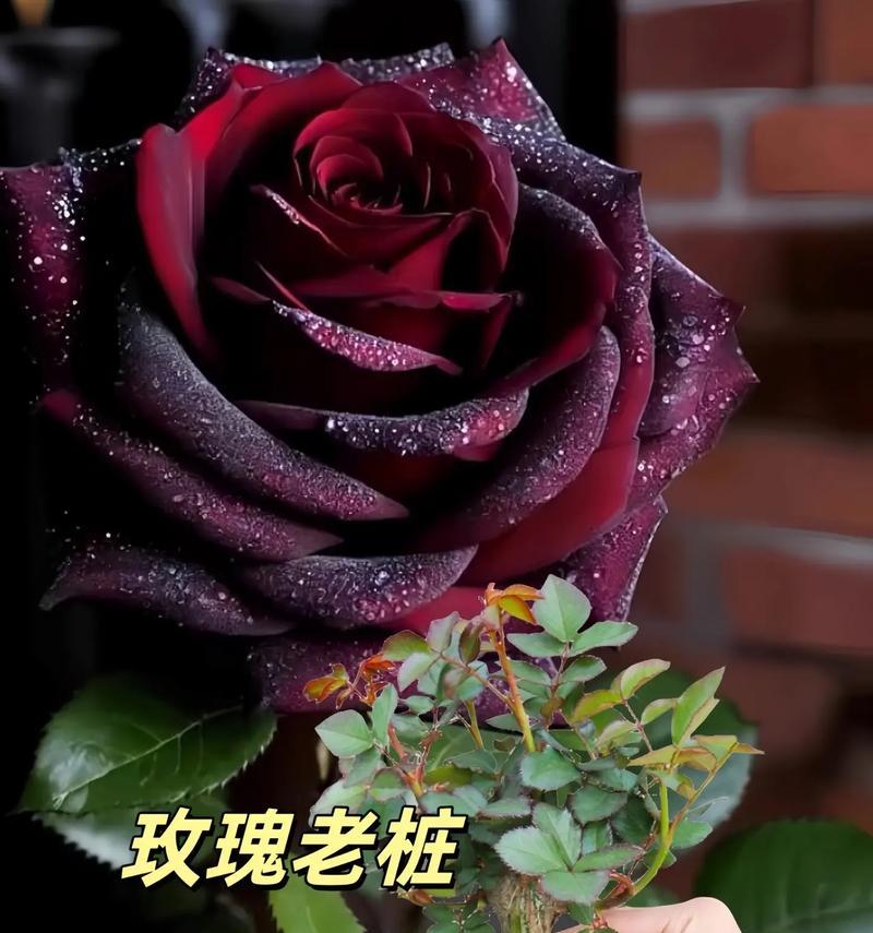 买来的玫瑰花苞怎么开花