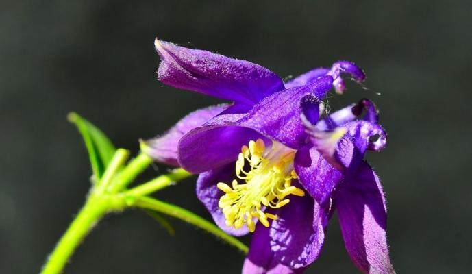 11朵紫色玫瑰的花语是什么？