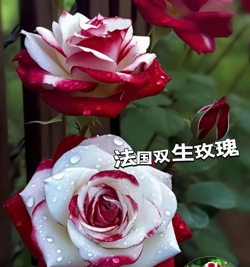 两支红玫瑰花的含义是什么？用英语如何表达？
