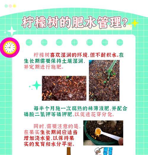家庭小盆栽柠檬树怎么养护和管理
