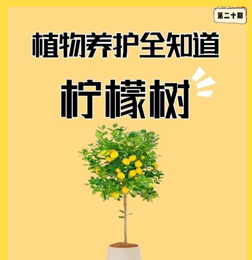 家庭小盆栽柠檬树怎么养护和管理