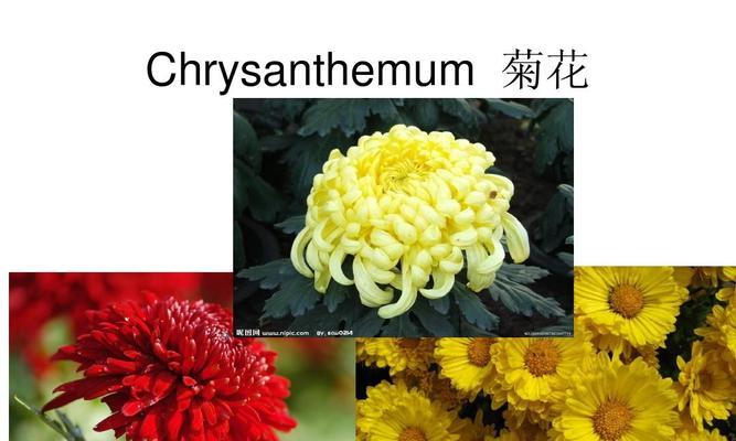 如何用英语简短地说一句关于菊花的句子？