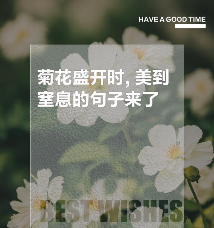 如何用英语简短地说一句关于菊花的句子？