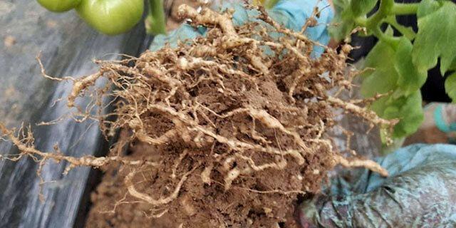 盆栽有根结线虫怎么处理好呢图片