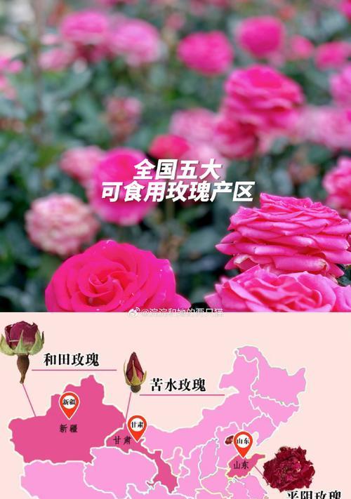 可食用玫瑰有哪些功效呢图片