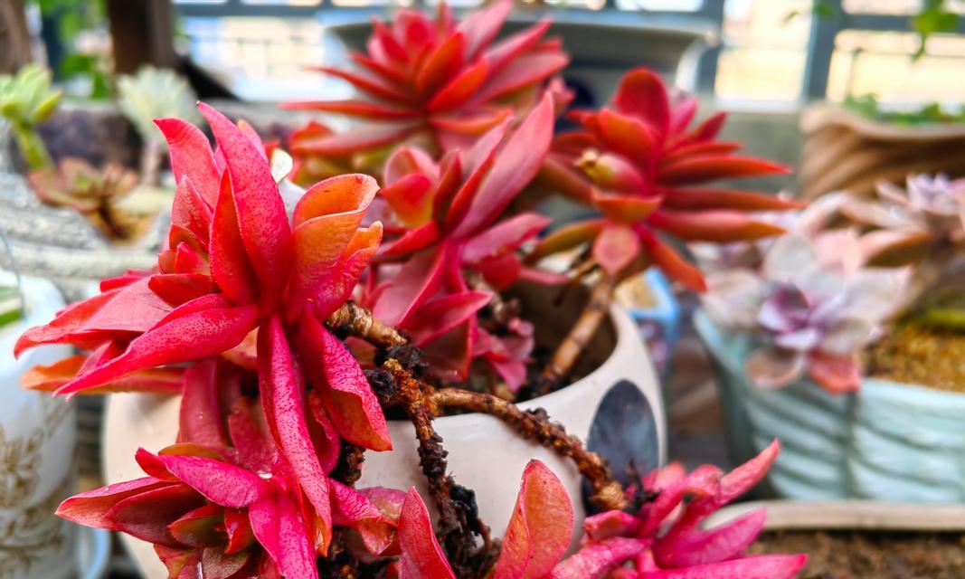 茶花能嫁接在月季花上吗视频播放完整