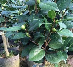 茶花能嫁接在月季花上吗视频播放完整