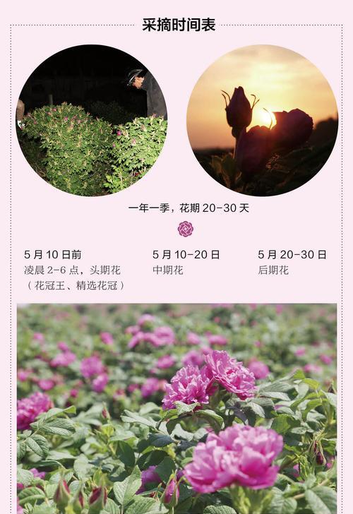 1098朵玫瑰花的含义是什么？图片大全中有哪些解释？