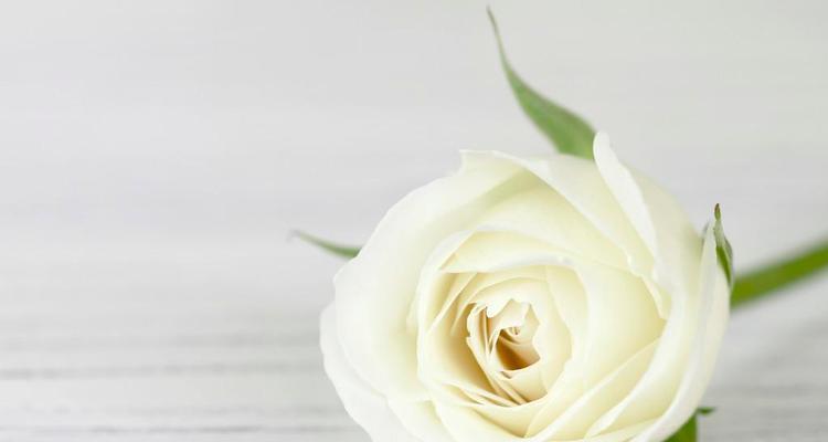 八支白玫瑰花的含义和象征意义是什么？