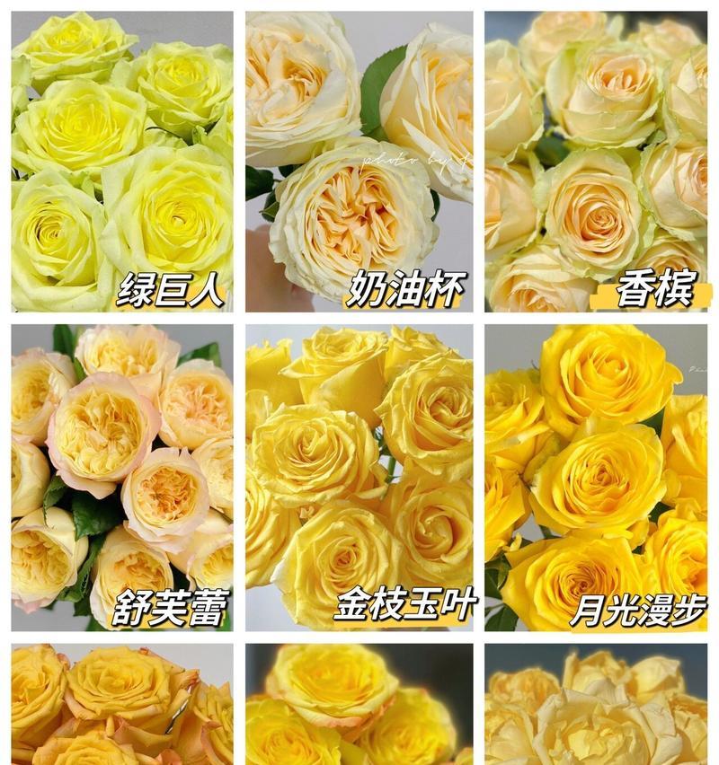 九支黄色玫瑰的寓意是什么？