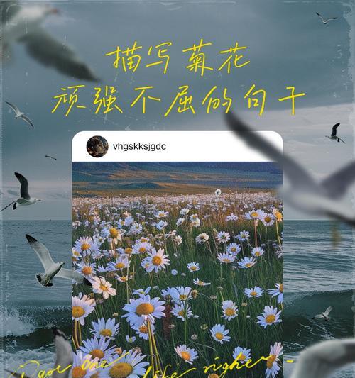 如何用英语表达关于菊花的简短句子？