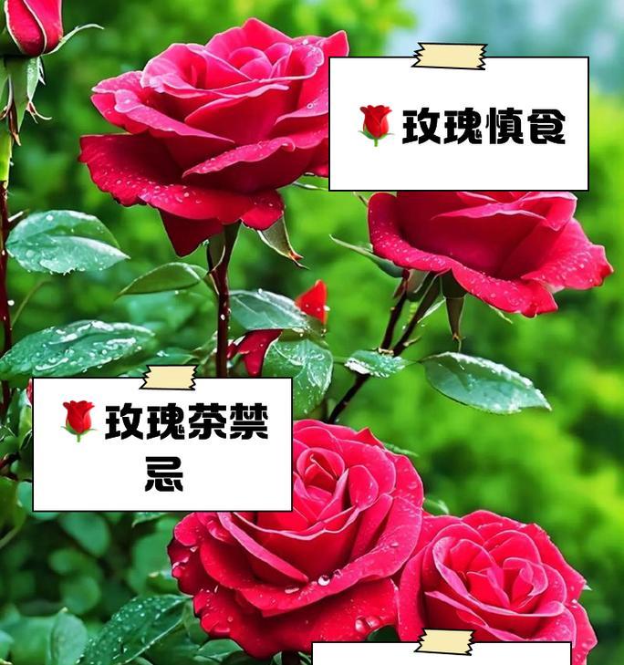 干玫瑰功效与作用及禁忌副作用