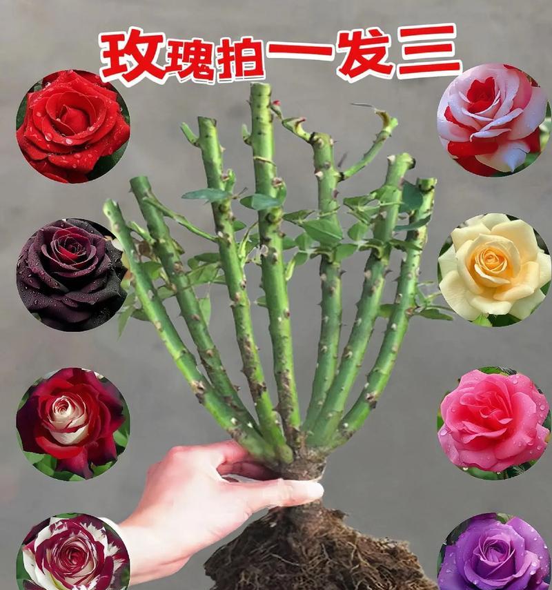 抖音玫瑰花是怎么获得的