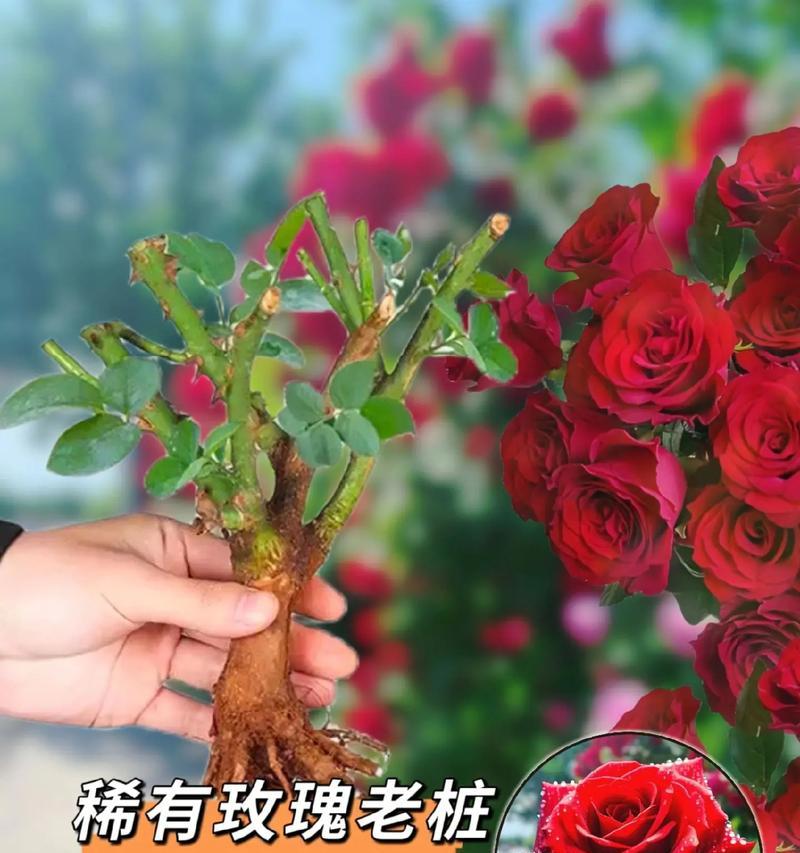 抖音玫瑰花是怎么获得的
