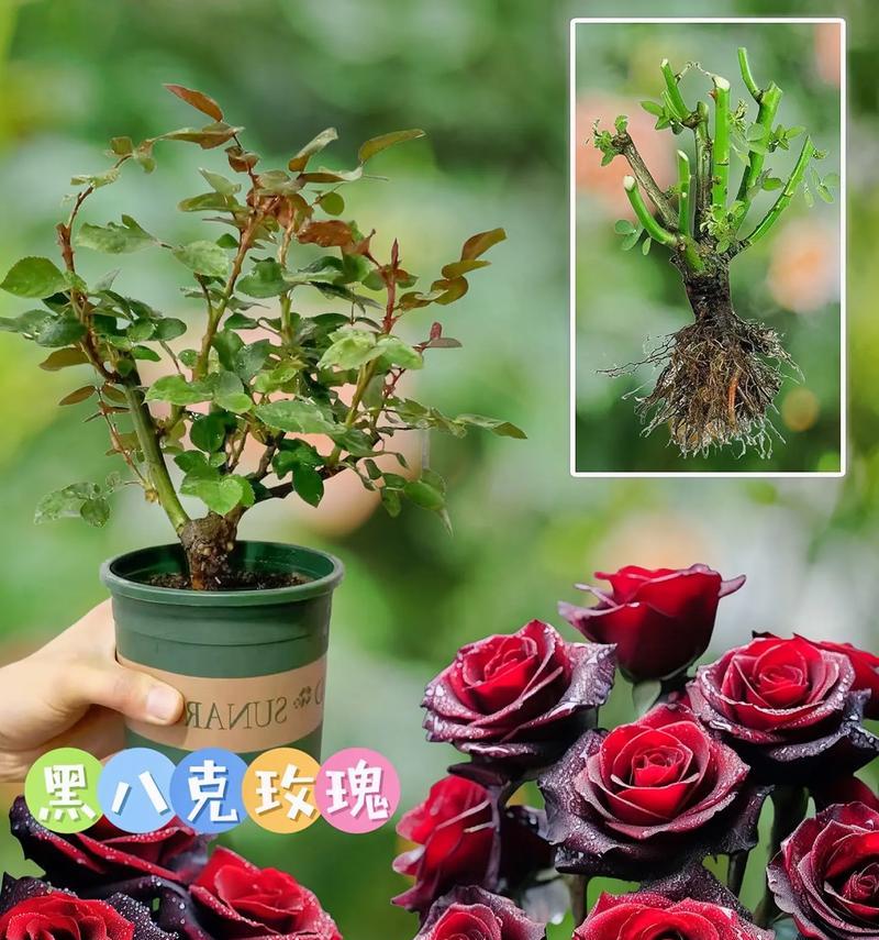 抖音玫瑰花是怎么获得的