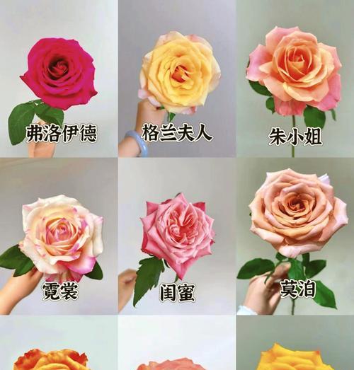儿子给父母送玫瑰花应该选几朵？有合适的建议吗？