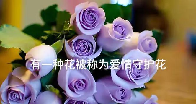 24朵玫瑰花代表什么意思？通过图片能了解其含义吗？