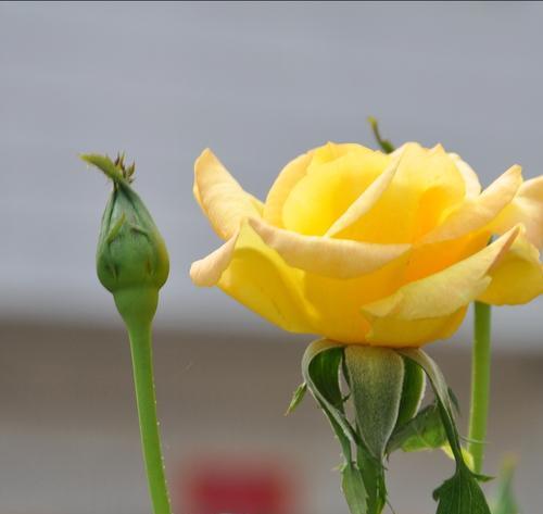 68朵玫瑰花代表什么？有什么特别含义吗？