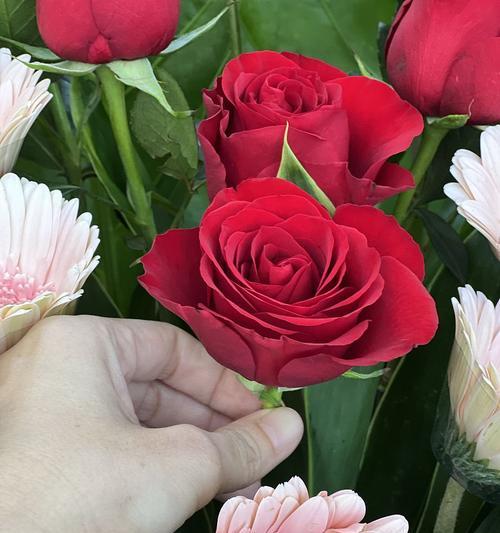 39朵玫瑰花的含义是什么？