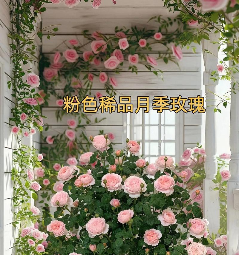 粉色玫瑰代表什么含义？