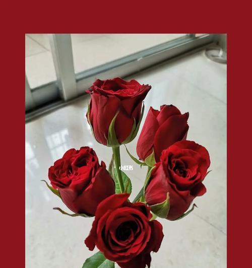 5朵玫瑰花的含义是什么？