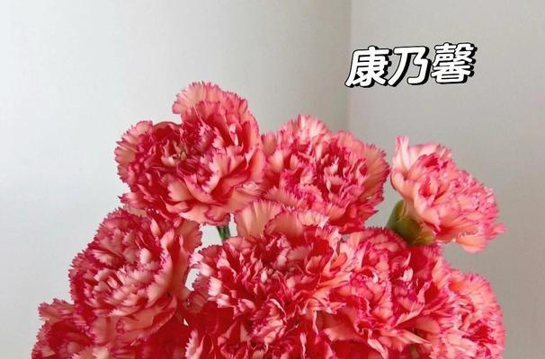 康乃馨口头禅的含义是什么？康乃馨的花语代表什么？