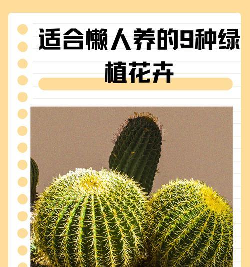 哪些花卉名字代表豪气？如何选择和养护？