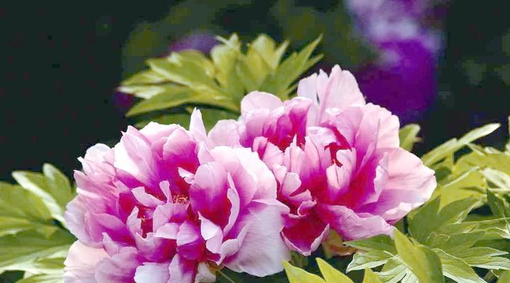 哪些花卉名字代表豪气？如何选择和养护？