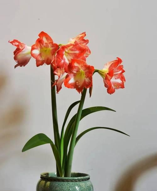 哪些花卉名字代表豪气？如何选择和养护？