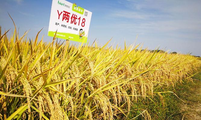水稻高产调节剂是什么意思？调节剂如何提高水稻产量？