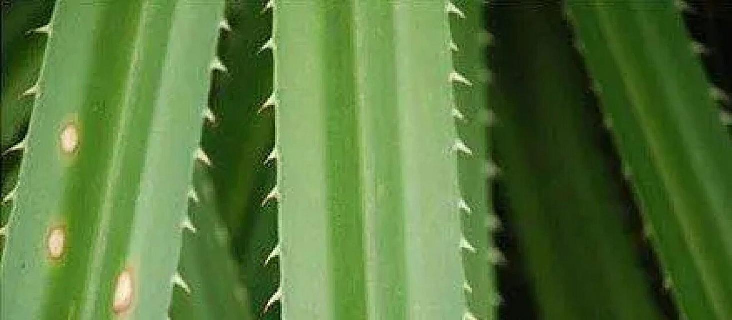 哪些植物会长刺？长刺植物的用途是什么？