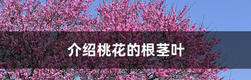 浅根的花卉有哪些？它们的生长特点是什么？
