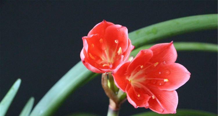 浅根的花卉有哪些？它们的生长特点是什么？