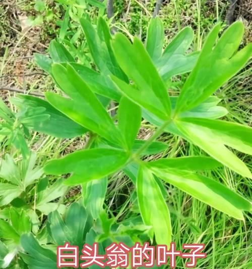 浅根的花卉有哪些？它们的生长特点是什么？
