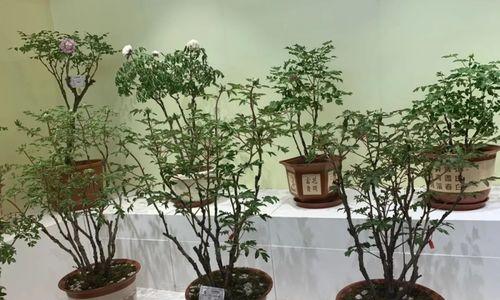 紫斑牡丹盆栽如何养护？养护过程中应注意什么？