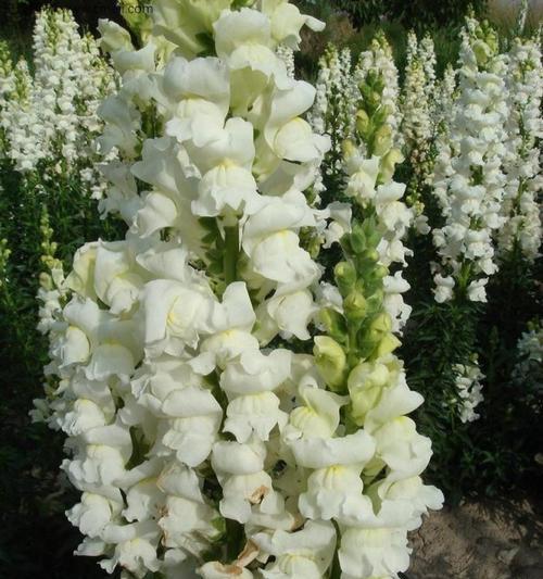金鱼草的花语有哪些？它在园艺中有什么寓意？