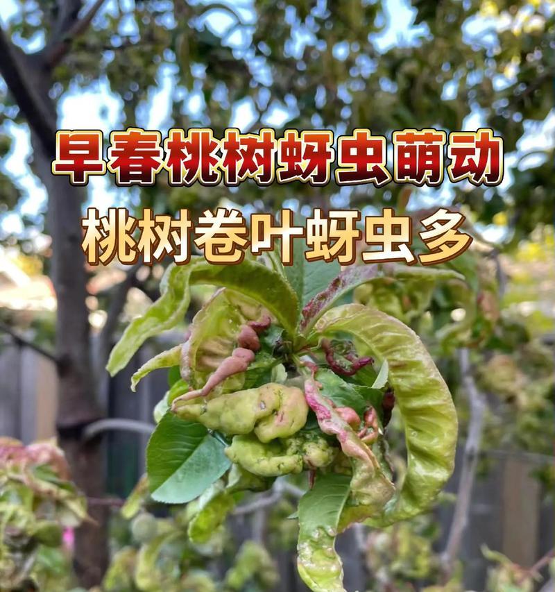 哪种植物是蓟马蚜虫的天敌？如何利用？