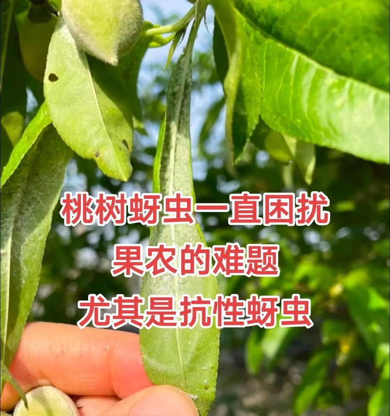 哪种植物是蓟马蚜虫的天敌？如何利用？