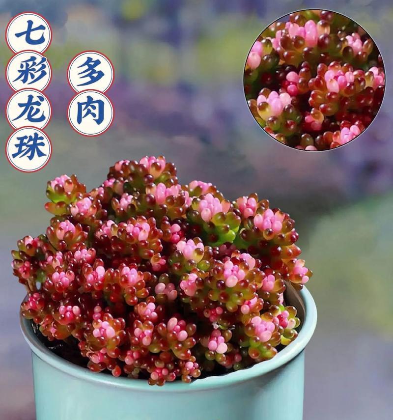 哪些大型植物带有美丽的花朵？它们的名称和特点是什么？