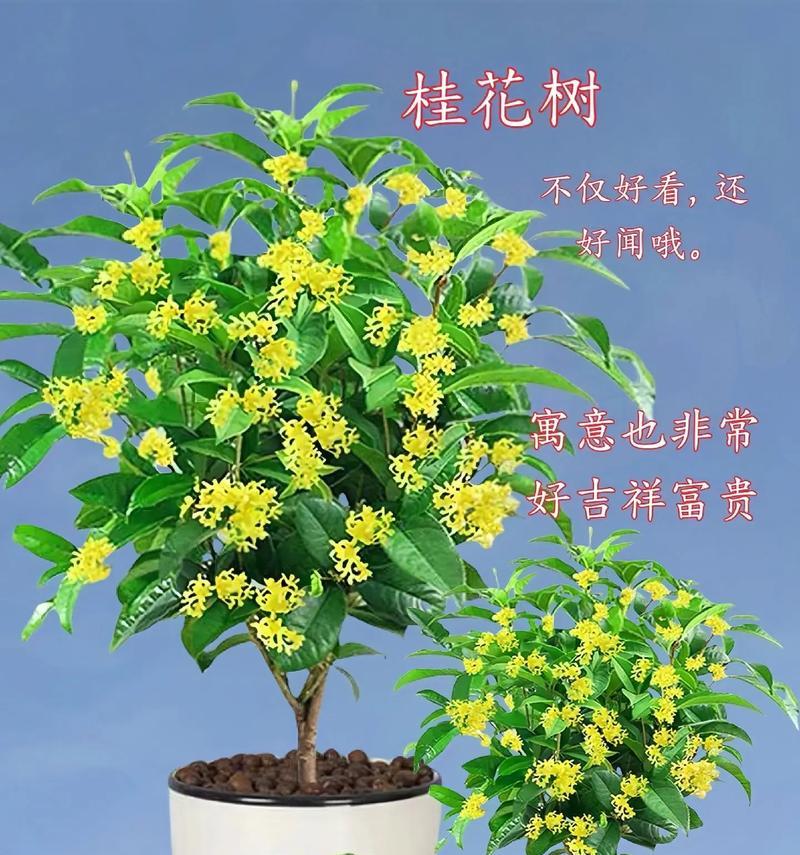 哪些大型植物带有美丽的花朵？它们的名称和特点是什么？