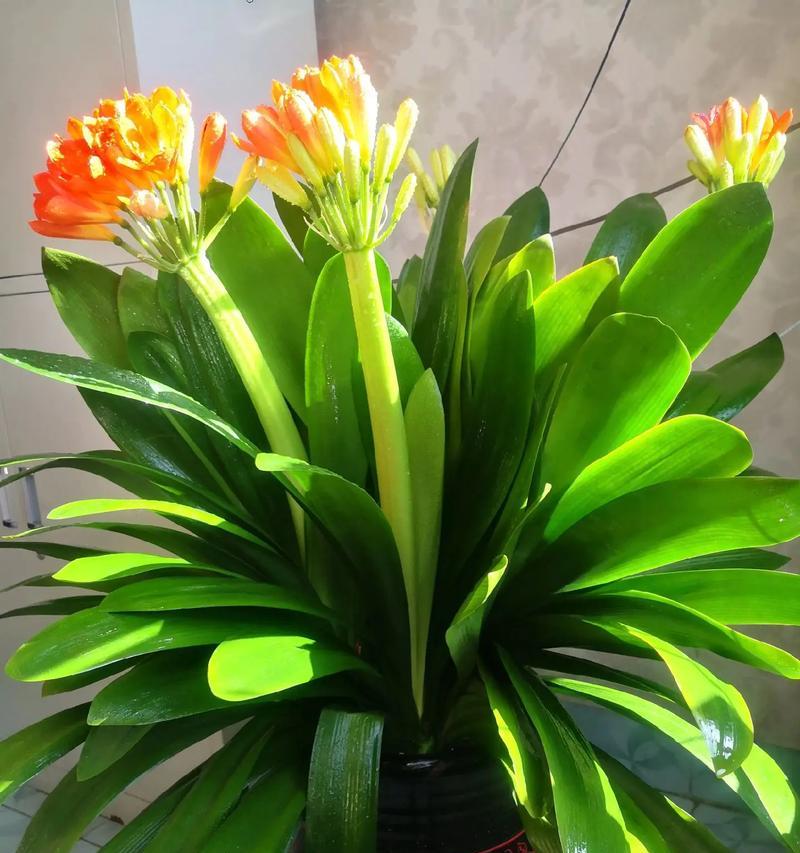 哪些大型植物带有美丽的花朵？它们的名称和特点是什么？
