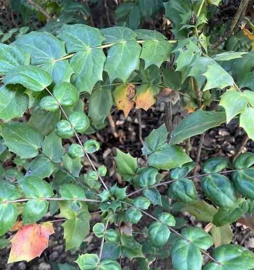 小叶黄连植物有哪些种类？它们的生长环境是什么？